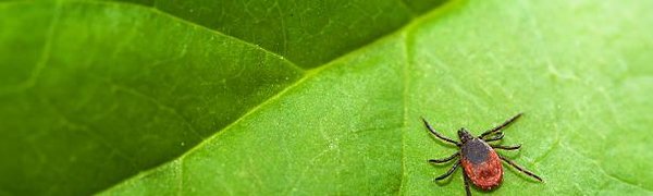 Учёные обнаружили новый вид вируса клещевого энцефалита