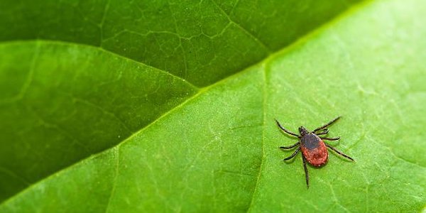 Учёные обнаружили новый вид вируса клещевого энцефалита