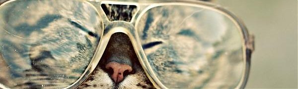 Учёные: кошки знают законы физики