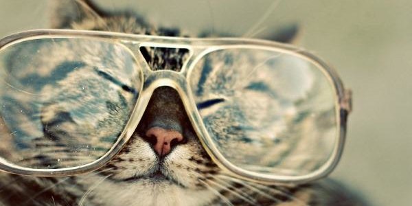 Учёные: кошки знают законы физики