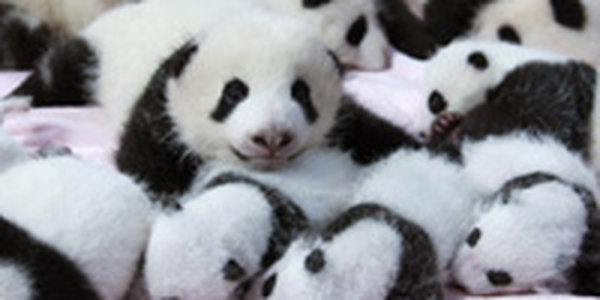 В Китае публике показали сразу 14 маленьких панд