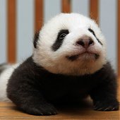 В Китае публике показали сразу 14 маленьких панд