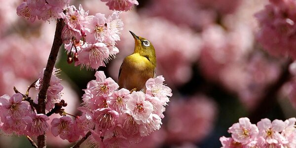 Сакура в Японии зацвела раньше срока