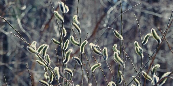 Переменчивая погода ожидается в Приморье в начале следующей недели