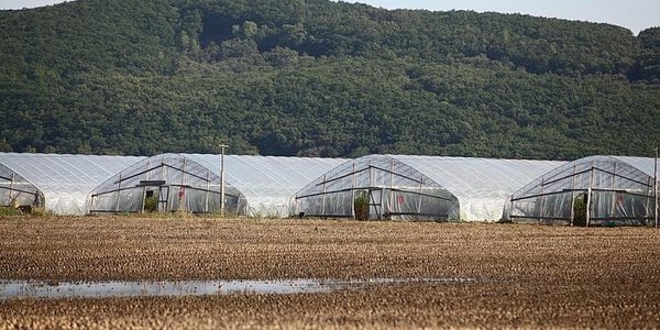 Приморцы смогут рассчитывать на компенсации за «утопленный» урожай