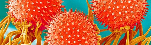 Google запустил функцию анализа уровня аллергенов в воздухе