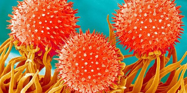 Google запустил функцию анализа уровня аллергенов в воздухе