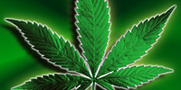 Биологи вывели сорт лечебной марихуаны