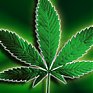 Биологи вывели сорт лечебной марихуаны