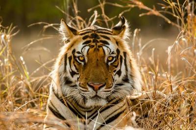 Сафари-парк и музей тигра откроют на Русском острове