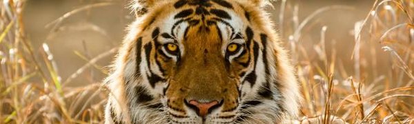 Сафари-парк и музей тигра откроют на Русском острове