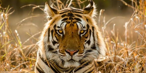 Сафари-парк и музей тигра откроют на Русском острове