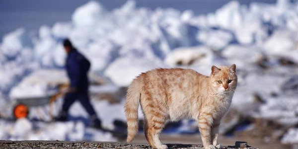 В четверг во Владивостоке потеплеет на 1–3 градуса