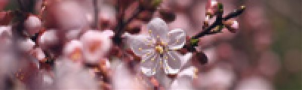 В эту субботу во Владивостоке состоится акция «Город садит вишни»