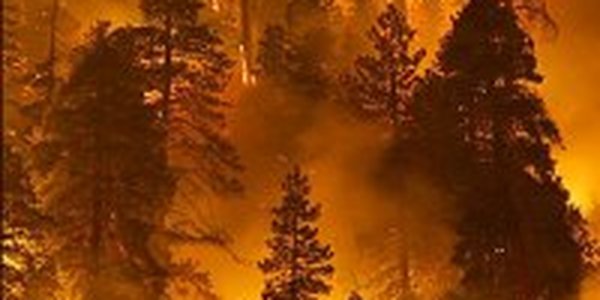 В Приморье повысились показатели пожароопасности леса