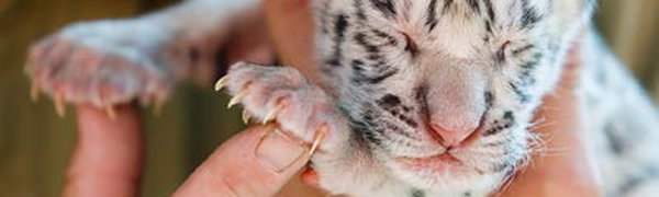 С 4 по 10 октября по всему миру проходит неделя в защиту тигров
