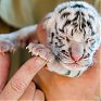 С 4 по 10 октября по всему миру проходит неделя в защиту тигров