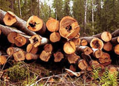 Житель Хабаровского края заплатит за рубку леса почти 6 млн рублей