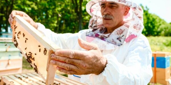 Мыло, прополис и маточное молочко: в Приморье развернётся масштабная ярмарка пчеловодов