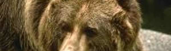 Медведям не спится из-за теплой зимы