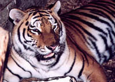 Об охране амурского тигра расскажут российские звезды