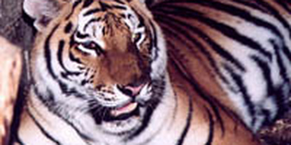 Об охране амурского тигра расскажут российские звезды