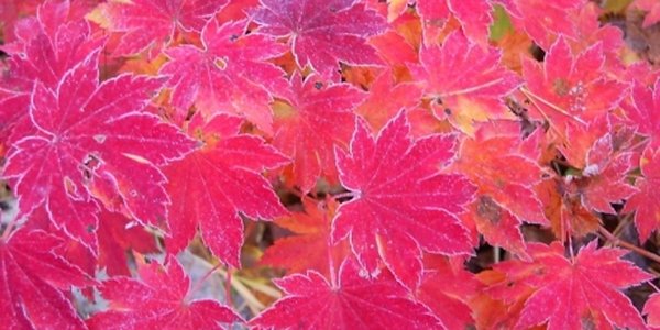 Несмотря на теплую погоду, зима в Приморье не за горами