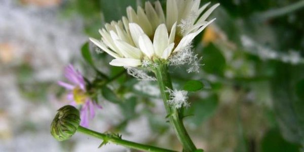 В Екатеринбурге пошел первый снег