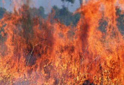 В Греции продолжают бушевать лесные пожары