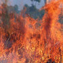 В Греции продолжают бушевать лесные пожары