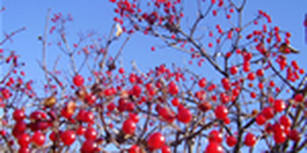 Завтра в Приморье будет солнечно и тепло