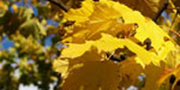 В ближайшие дни особых изменений в приморской погоде не произойдет!