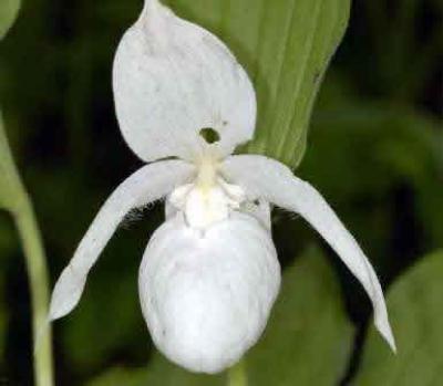 Орхидеи в Сихотэ-Алинском заповеднике