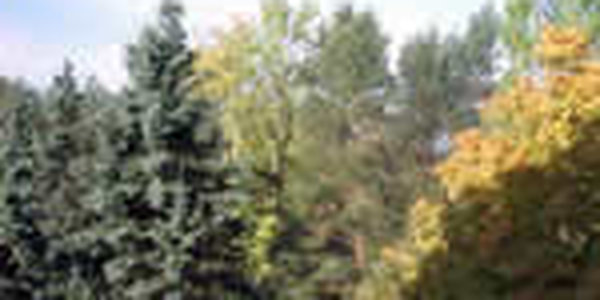 В России начинаются заморозки