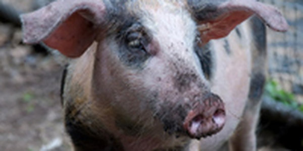 Геннадий Онищенко: Свиной грипп не должен попасть в Приморье