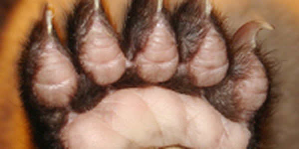 Китайского гражданина поймали за лапу