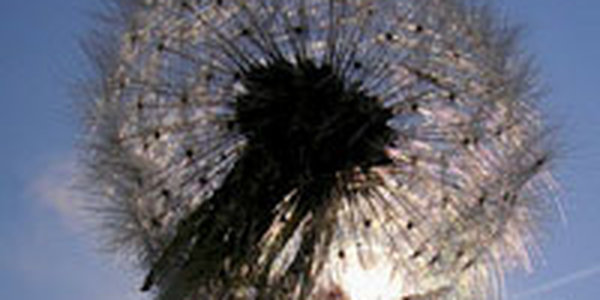 Прибрежным районам Приморья тепла не хватило