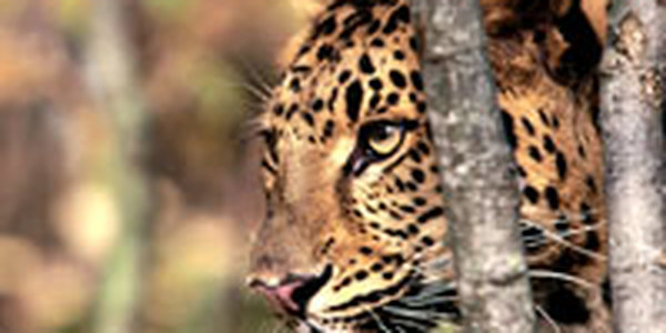 В приморской тайге леопарды позируют перед камерами