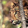 В приморской тайге леопарды позируют перед камерами