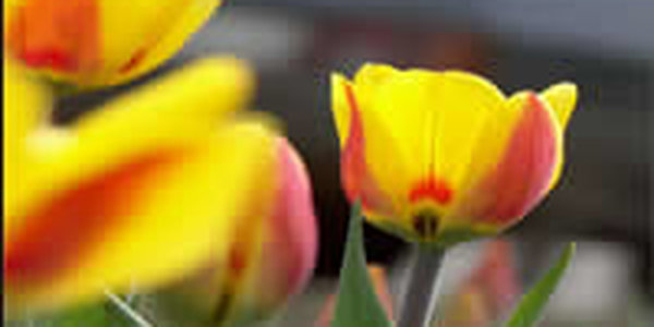 Апрель согреет Приморье теплом