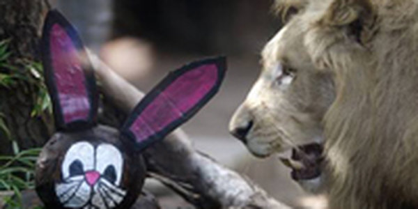Животные зоопарка Аргентины получили пасхальные подарки
