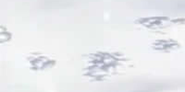 Завтра в Приморье возможен слабый снег