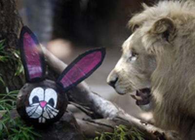 Животные зоопарка Аргентины получили пасхальные подарки