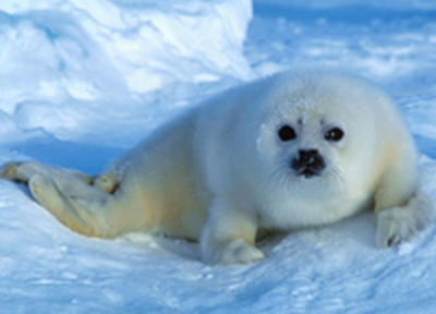 В России запрещена охота на детенышей гренландских тюленей