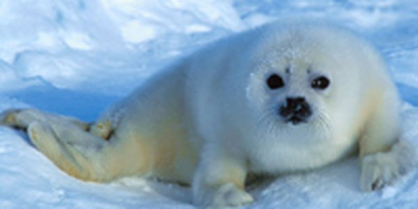 Детеныш тюленя едва не погиб во Владивостоке