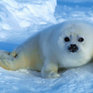 Детеныш тюленя едва не погиб во Владивостоке