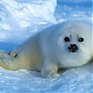 В России запрещена охота на детенышей гренландских тюленей