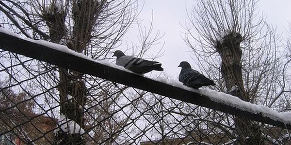 В ближайшие сутки в Приморском крае похолодает