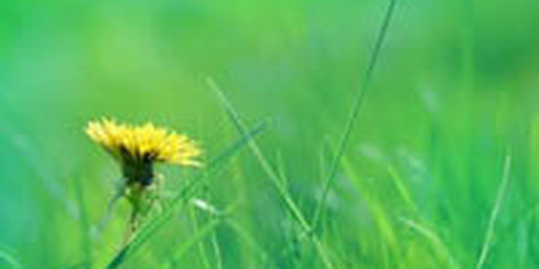 Начало апреля выдалось небывало теплым