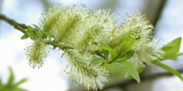 Климатические итоги 2008 года в Приморском крае